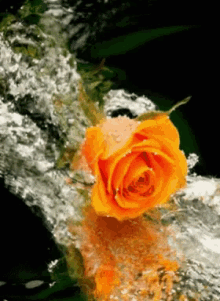 Liquid Rose GIF