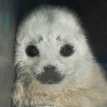 a close up of a seal with a black nose