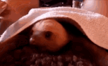 a sloth is laying under a blanket on top of a pile of food .