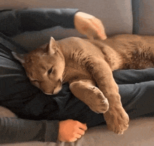 a cat is laying on a person 's lap and looking at the camera