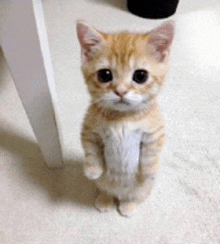 Cat GIF - Cat GIFs