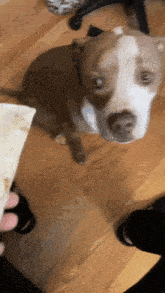 a brown and white dog looking up at a person holding a burrito
