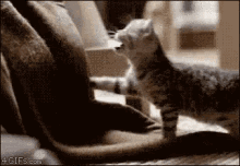 Cat Kitten GIF - Cat Kitten Adorable GIFs