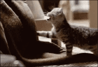 cat-kitten.gif
