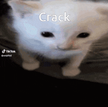 Cat Cat Funny GIF - Cat Cat Funny Cat Crack GIFs