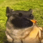 Dog Buttefly Butterfly GIF