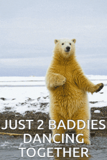 a polar bear standing on its hind legs with the words just 2 baddies dancing together above it
