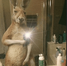 a kangaroo is taking a selfie in front of a mirror