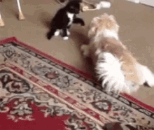 Cats Dogs GIF - Cats Dogs GIFs