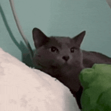 a gray cat is laying on a bed with a green pillow .