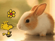 Cute Bunny GIF - Cute Bunny Rabbit GIFs