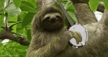 Sstrum GIF - Sloth Banjo GIFs