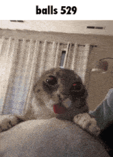a cat with balls in its mouth is laying on a blanket