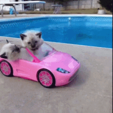 kittens car driving drive pink car