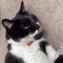 Judgy Ozzie Cat GIF - Judgy Ozzie Cat GIFs