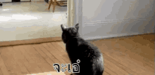 แมววิ่ง จะเอ๋ ตกใจ GIF - Running Cat Cat Shocked GIFs