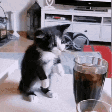 Cat Trying To Drink Cola GIF - Cat Trying To Drink Cola GIFs