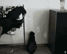 This Cat Has Some Moves! GIF - Cat Dance Laser GIFs