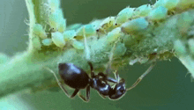 Ant муравей GIF