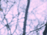 a blurred image of a tree with a purple sky in the background