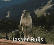 Jasper Buijs GIF - Jasper Buijs GIFs