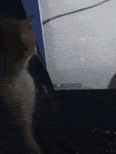 a cat is looking at a computer screen that says ping pong to chat on it .