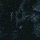 a close up of a monkey 's face in the dark .