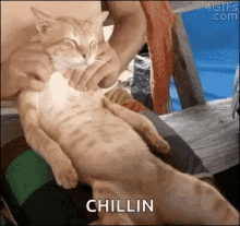 relax cat massage chillin
