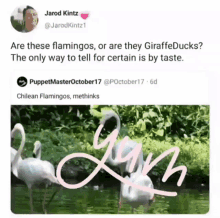 Humor Taste GIF - Humor Taste Flamingos GIFs