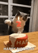 Cat Slap GIF - Cat Slap Happybirthday GIFs