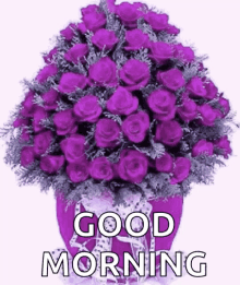 good morning roses purple violet sparkles