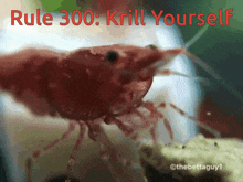 Rule 300 Krill GIF - Rule 300 Krill Krill Yourself GIFs
