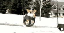 Sussa GIF - Corgi Dog Swing GIFs