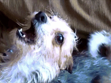 Clapa Cussa GIF - Clapa Cussa Cute Dog GIFs