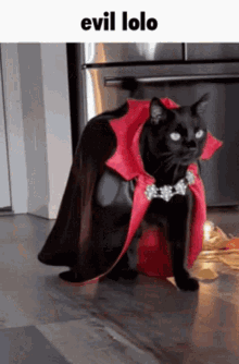 Lolo Evil GIF - Lolo Evil Cat GIFs