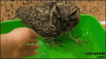 Funny Animals Bird Bath GIF - Funny Animals Bird Bath GIFs