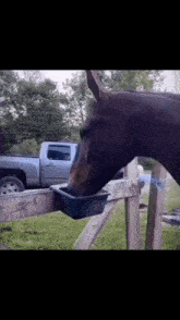 a horse is drinking water from a blue bowl on a fence .