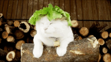 Salad Cats GIF - Salad Cats Funny Animals GIFs