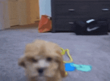 a small brown dog is looking at the camera in a room