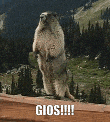 Gios Marmot GIF - Gios Marmot Gio GIFs