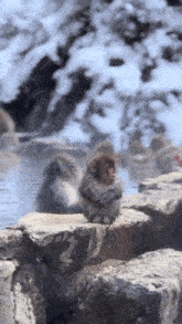 a group of monkeys sitting on rocks near water