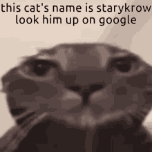 Starykrow This Cats Name GIF - Starykrow This Cats Name This Cat GIFs