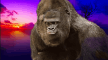 Gorilla Gorille GIF