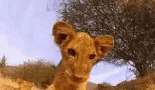 Lion Cub Waving Hello GIF