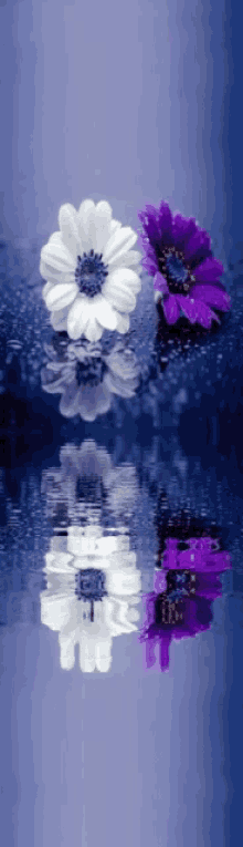 καλησπερα Flower GIF - καλησπερα Flower Water GIFs