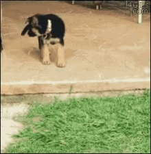 Clumsy Puppy GIF - Clumsy Puppy Step GIFs