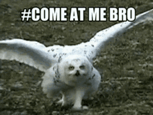 Snowy Owl Come At Me Bro GIF - Snowy Owl Come At Me Bro Owl GIFs