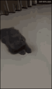 Crazy Cat GIF - Crazy Cat Playing GIFs
