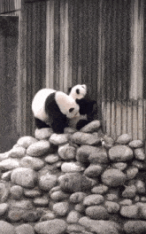 two panda bears standing on a pile of rocks in front of a fence
