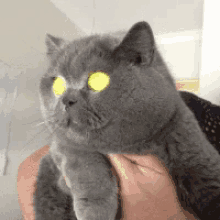 Cat Eyes GIF - Cat Eyes Glowing GIFs